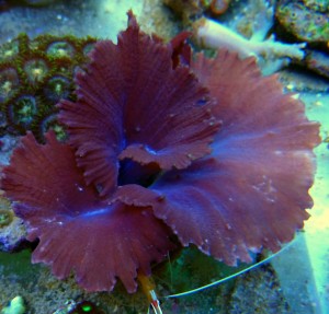 Sinularia dura ok 10 cm.