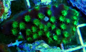 Turbinaria 6-7cm.