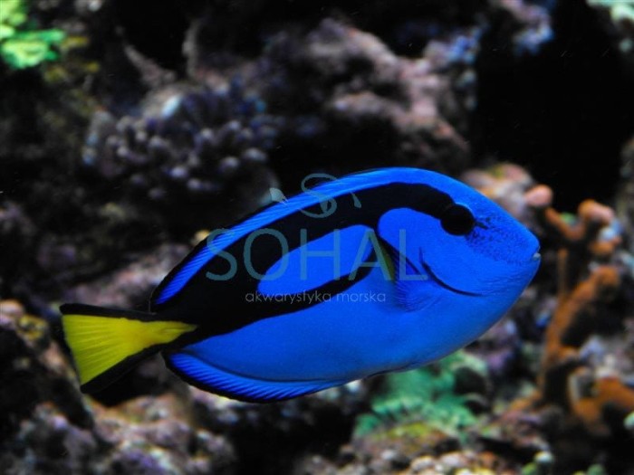 paracanthurus_hepatus.jpg