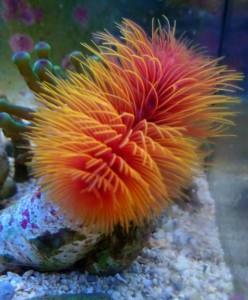 Rurówka Protula bispiralis orange  M