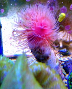 Rurówka Protula bispiralis pink M