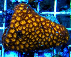 Leptastrea orange  ok 6cm.