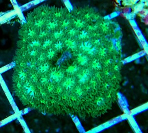 Leptastrea green ok 6cm.