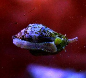 Columbella Ślimak 10 szt ok 1 cm. 