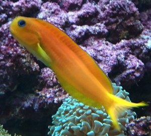 Escenius midas L ok 8-10 cm.