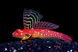 Synchiropus sycorax mandaryn samiec M 