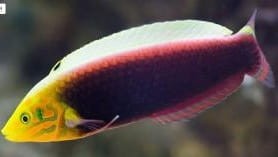 Halichoeres iridis ok 6-7 cm.