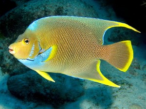 Holacanthus bermudensis  ok. 13cm. 