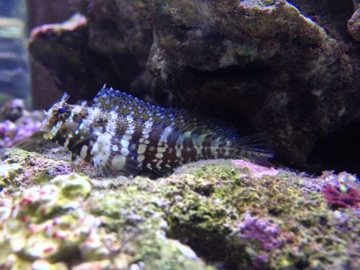 salarias_fasciatus-.jpg