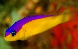 Pictichromis diadema