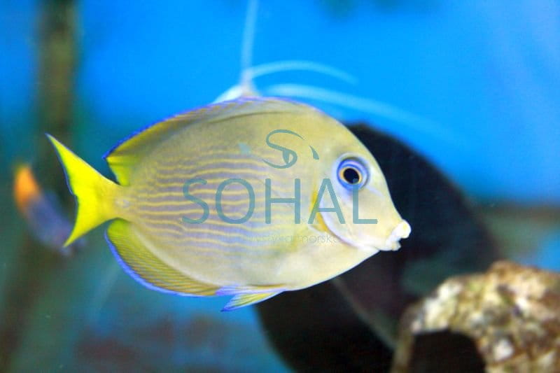 acanthurus_coeruleus.jpg
