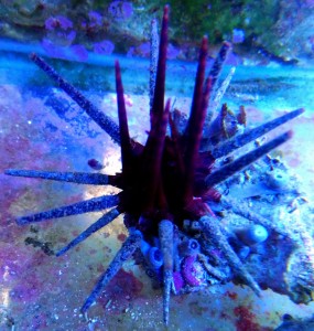 Jeżowiec Phyllacanthus 15cm.