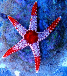 Rozgwiazda Fromia monilis ok 5-6cm