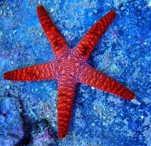 Rozgwiazda Fromia indica ok 5cm.