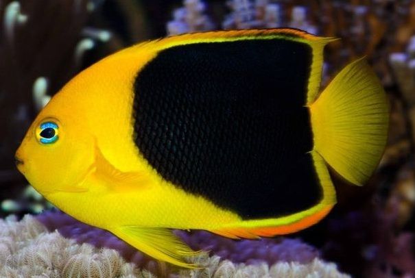 e2ef5aa2dec9ccb5f0632bdf9e0a3c03--tricolor-angelfish.jpg
