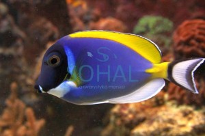 Acanthurus leucosternon ok. 7-8cm.