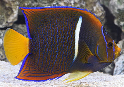 lg_83153_Passer_Angelfish.jpg