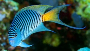 Genicanthus melanospilos samiec ok 10 cm.