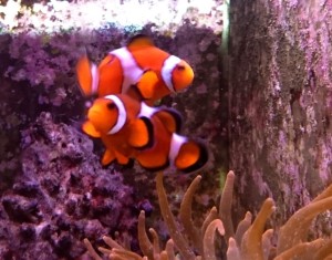 Amphiprion Ocellaris - Błazenek dobrana para M ok. 5-6 cm. 