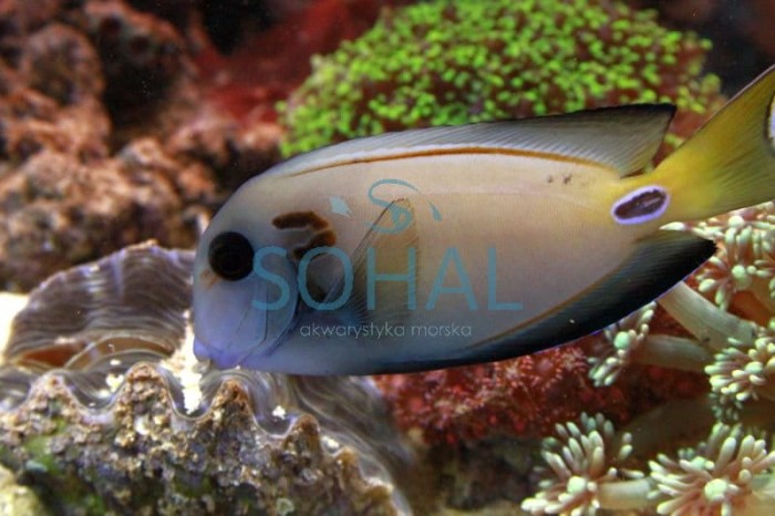 acanthurus_tennentii.jpg