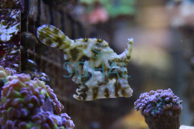 acreichthys_tomentosu.jpg