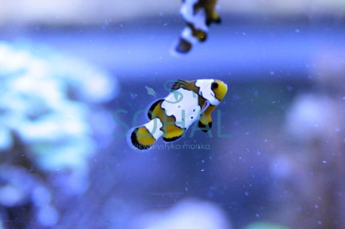 amphiprion_ocellaris__blazenek-.jpg