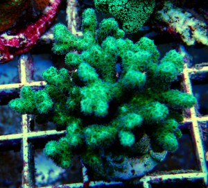 Pocillopora dark green M