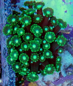 Alveopora dark green M