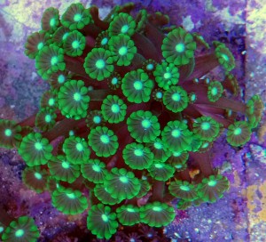 Alveopora dark green M