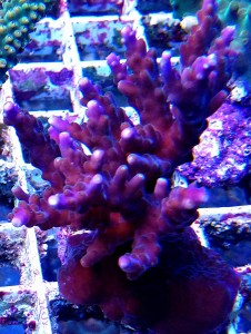 Acropora fiolet
