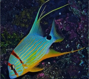 Symphorichthys spilurus M ok. 9-10cm. 