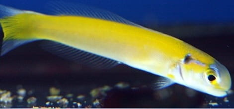 Hoplolatilus_luteus0.jpg