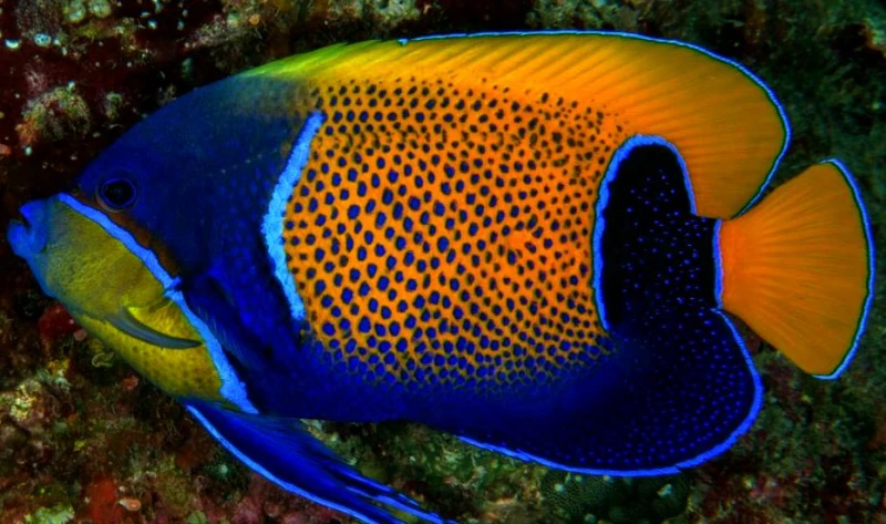 species_17_5743ad23ed681.w1000.h666.jpg