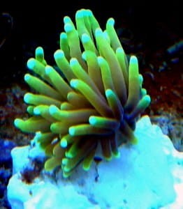 Euphylia glabrescens hellfire 1gł. 