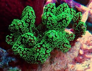 Seriatopora Caliendrum green fluo