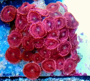 Zoanthus pink premium min 5 polipów 