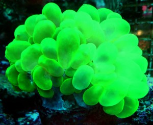 Plerogyra ultra fluo green ok 10 cm.