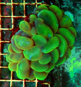 Plerogyra fluo green  