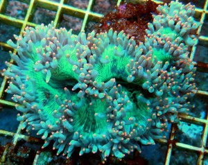 Catalaphylia orange tips