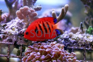 Centropyge loriculus / loricula ok 4-5cm.