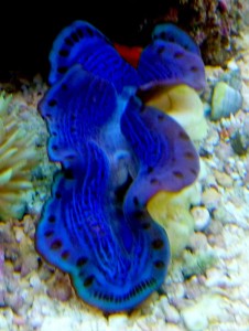Tridacna maxima małż ok 6-7 cm.