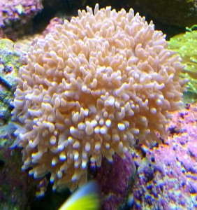 Physogyra  lichtensteini