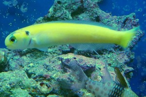 Hoplolatilus luteus M 10-11 cm.