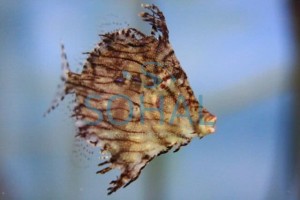 Chaetodermis penicilligerus ok 6 cm.