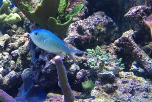 Chromis viridis  ok .  4cm. 