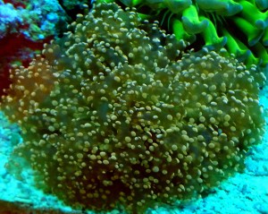 Euphylia divisa orange L