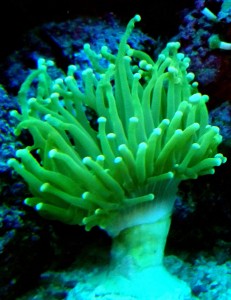 Euphylia glabrescens  green 1 gł.