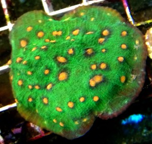 Echinophyllia chalice ok 15cm.