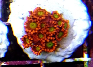 Goniopora red yellow eye