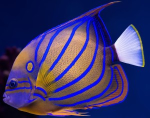 Pomacanthus annularis  ok. 11-12cm. 